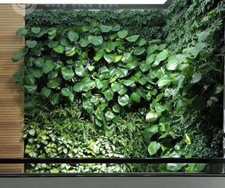 植物墻   室內植物生態墻    室外植物墻